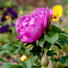 Charles Albanel rose photo