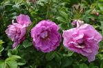 Charles Albanel rose photo