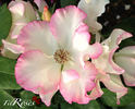 Liolà rose photo