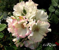 Liolà rose photo