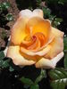 Nelson Girls rose photo