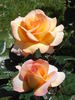 Nelson Girls rose photo