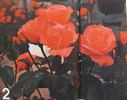 Paris 2000 ® rose photo