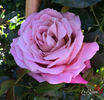 Grimpant Violette Parfumée rose photo