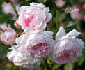 Wife of Bath ® rose photo