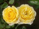 Silvia Hit ® rose photo