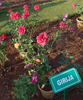 Girija rose photo