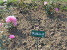 Sadabahar rose photo