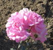 Sadabahar rose photo