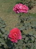 Lalima rose photo