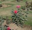 Lalima rose photo