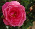 LEGglow rose photo