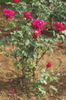 Royal Canadian rose photo