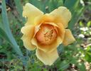 Gold Glow Bronze Sport rose photo