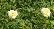 Maid of Honor rose photo