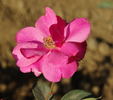 Delhi Princess rose photo