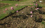 Delhi Princess rose photo