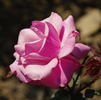 Delhi Princess rose photo