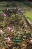 Sadabahar rose photo