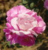 Sadabahar rose photo