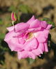Sadabahar rose photo