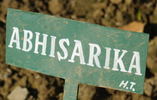 Abhisarika rose photo