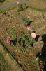 Abhisarika rose photo