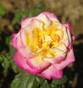Abhisarika rose photo