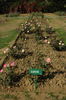 Lahar rose photo