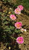 Lahar rose photo