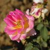 Lahar rose photo