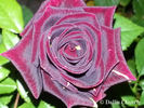 Hocus Pocus rose photo