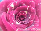 Hocus Pocus rose photo