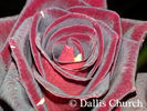 Hocus Pocus rose photo