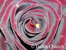 Hocus Pocus rose photo