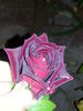 Hocus Pocus rose photo