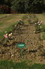 Lahar rose photo