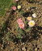Lahar rose photo