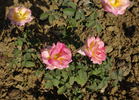 Lahar rose photo