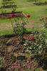 Girija rose photo