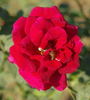 Girija rose photo