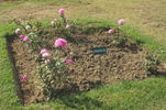 Sadabahar rose photo
