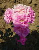 Sadabahar rose photo