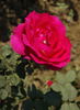 Lalima rose photo
