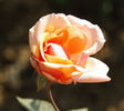 Dr. Bharatram rose photo