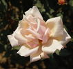 Dr. Bharatram rose photo