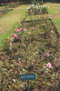Delhi Princess rose photo