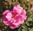 Delhi Princess rose photo