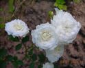 Denise Cassegrain rose photo