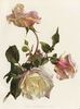 Comtesse Vitali rose photo